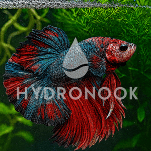 Candy Betta Full Moon