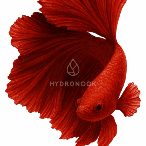 Siamese Fighting Fish, Red
