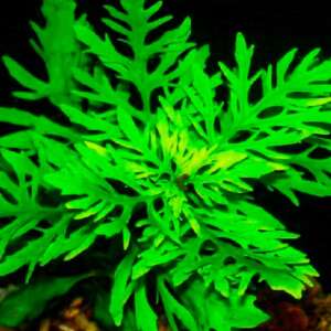 Hygrophila difformis