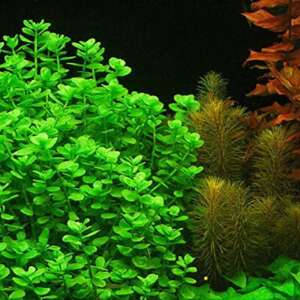 Bacopa Monnieri MoneyWort