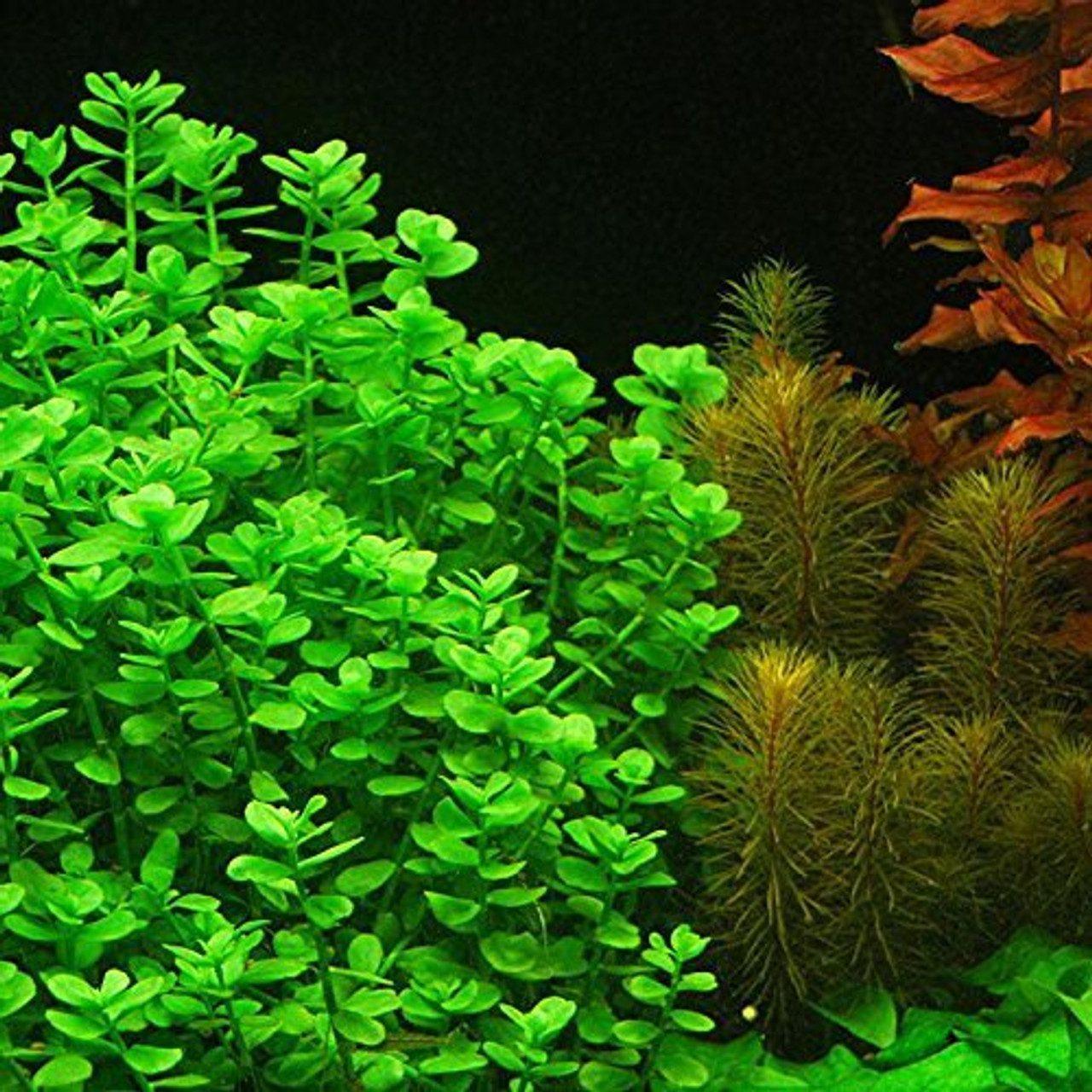 Bacopa Monnieri MoneyWort