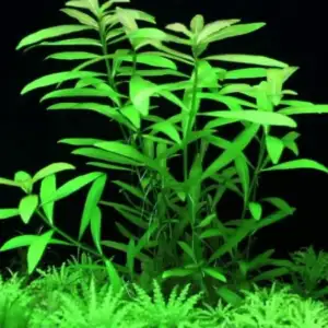 Hygrophila polysperma