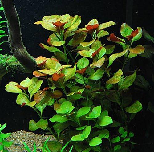 Ludwigia Repens