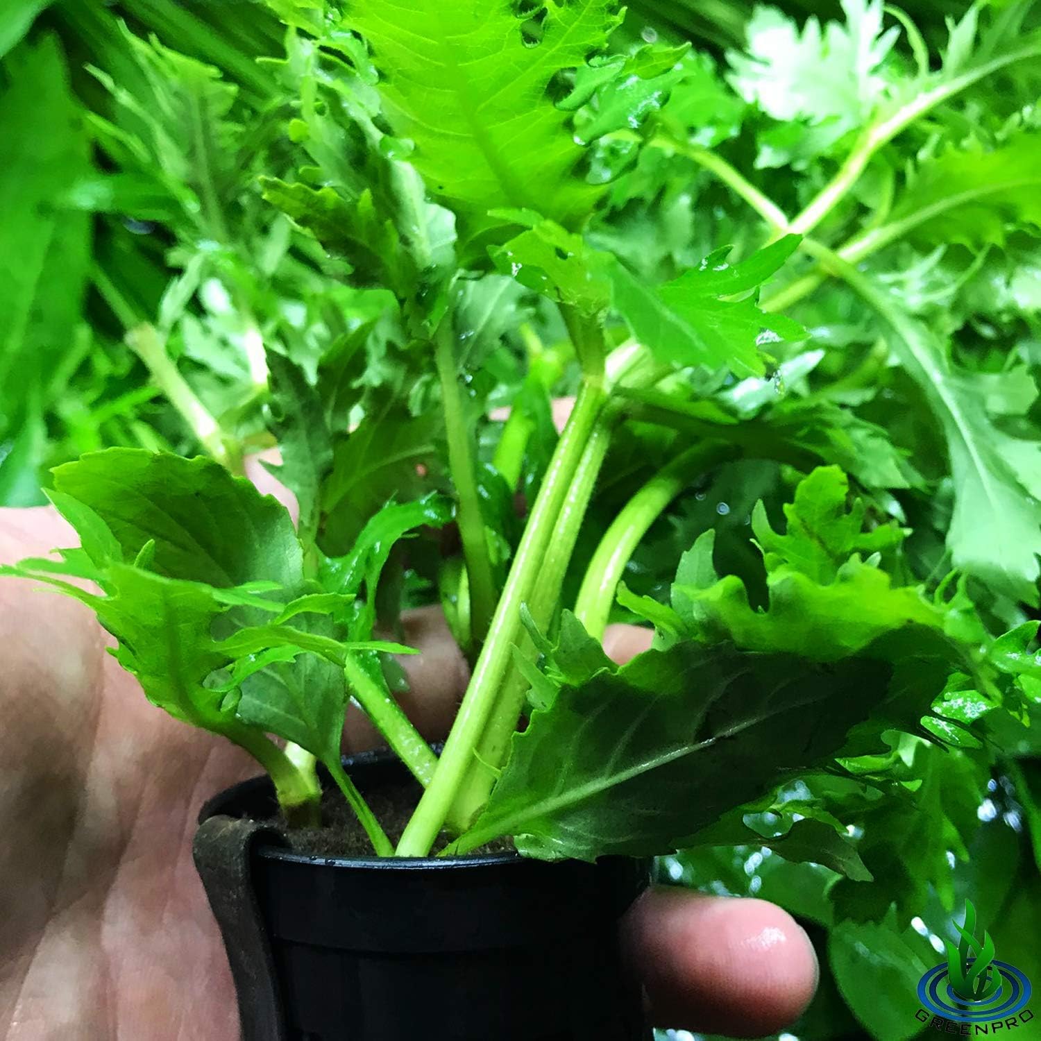 Hygrophila Difformis - Water Wisteria - Image 3