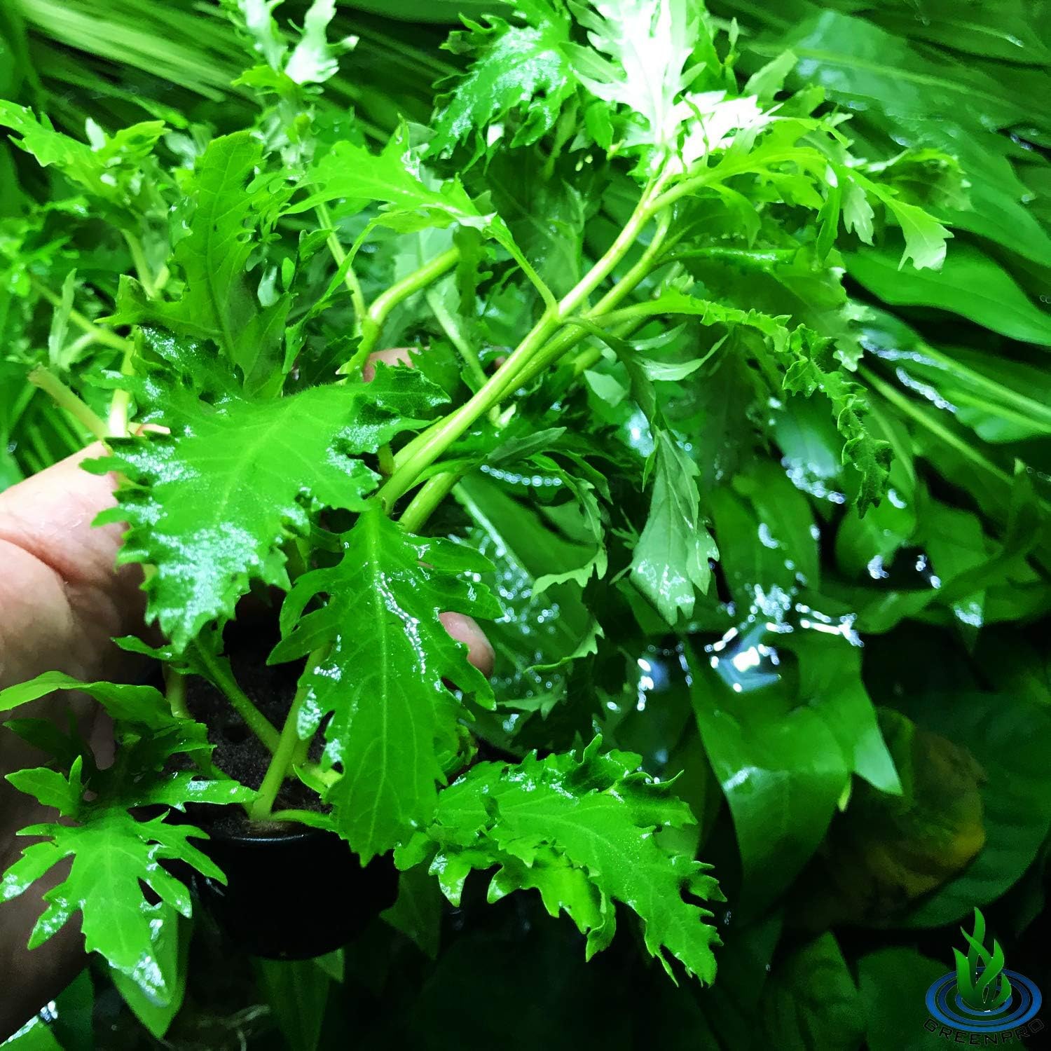 Hygrophila Difformis - Water Wisteria - Image 2
