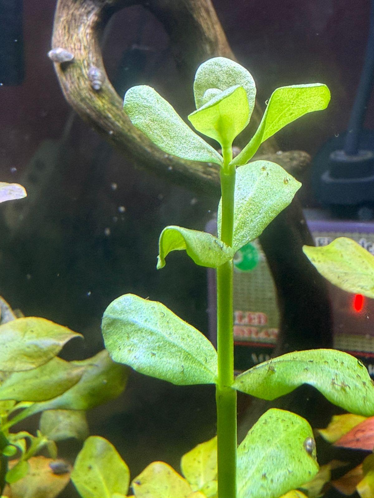 Bacopa Monnieri MoneyWort - Image 2