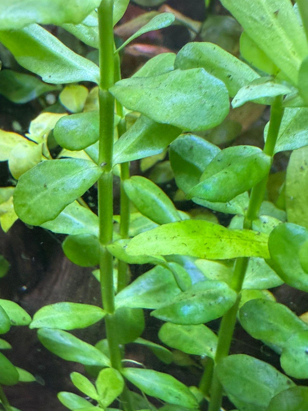 Bacopa Monnieri MoneyWort - Image 3