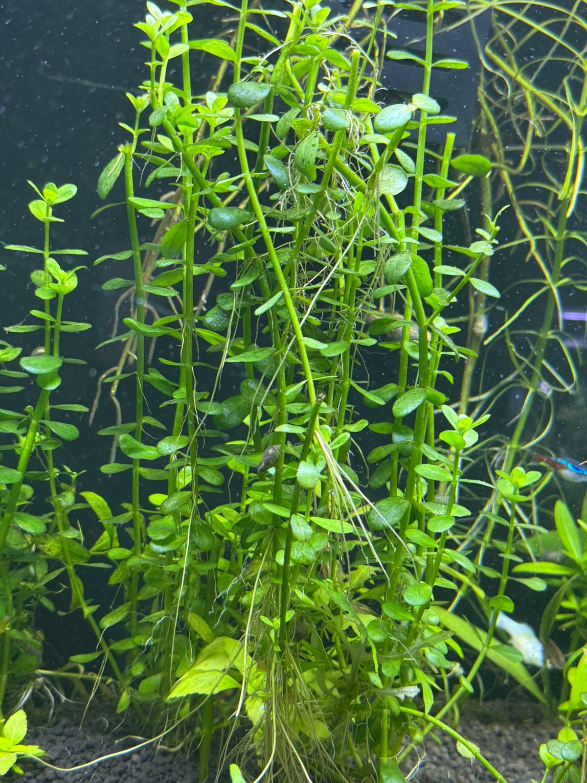 Bacopa Monnieri MoneyWort - Image 4