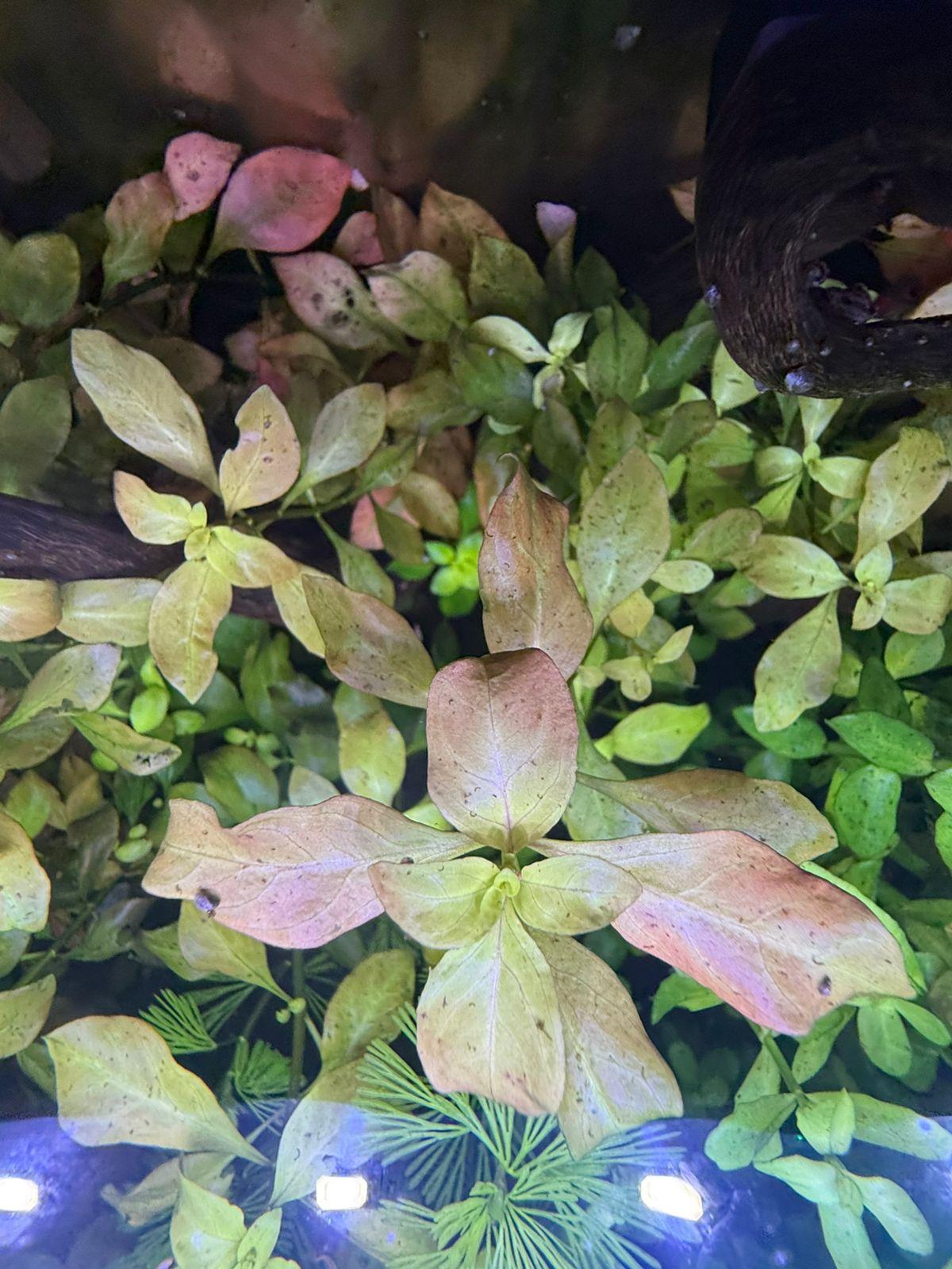Ludwigia Repens - Image 6