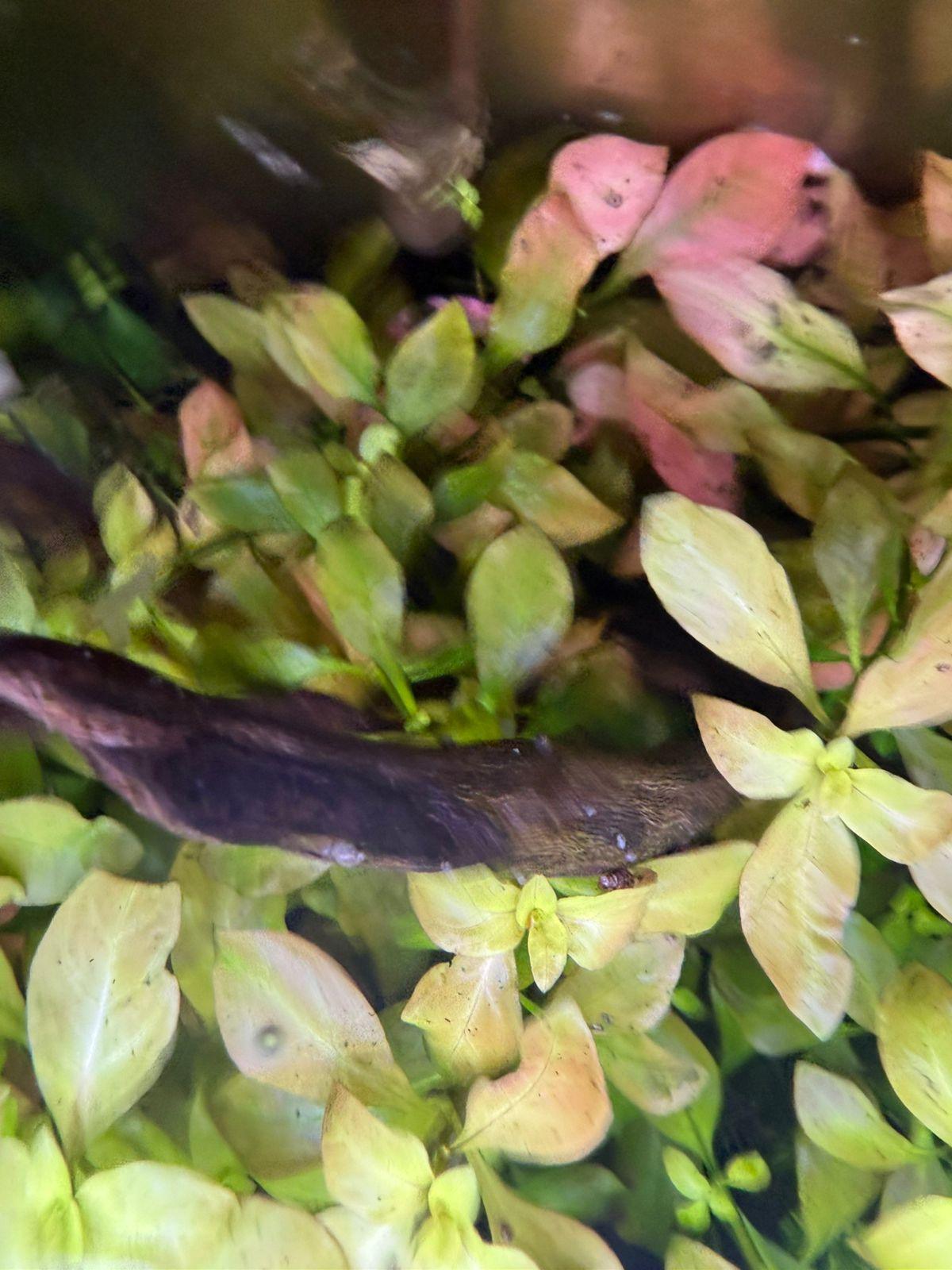 Ludwigia Repens - Image 2