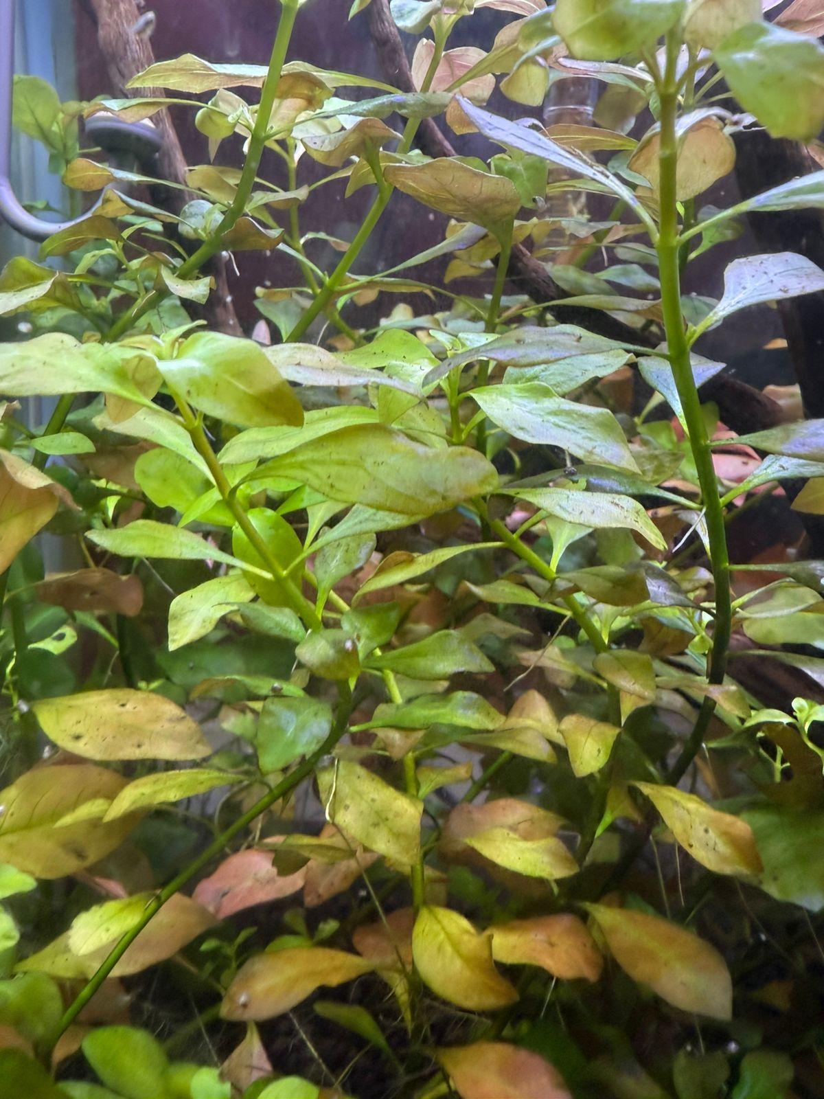 Ludwigia Repens - Image 3