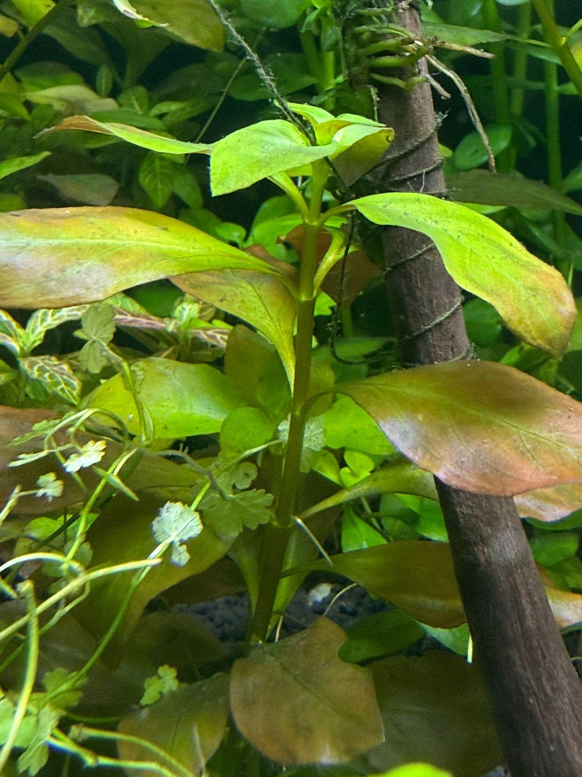 Ludwigia Repens - Image 4