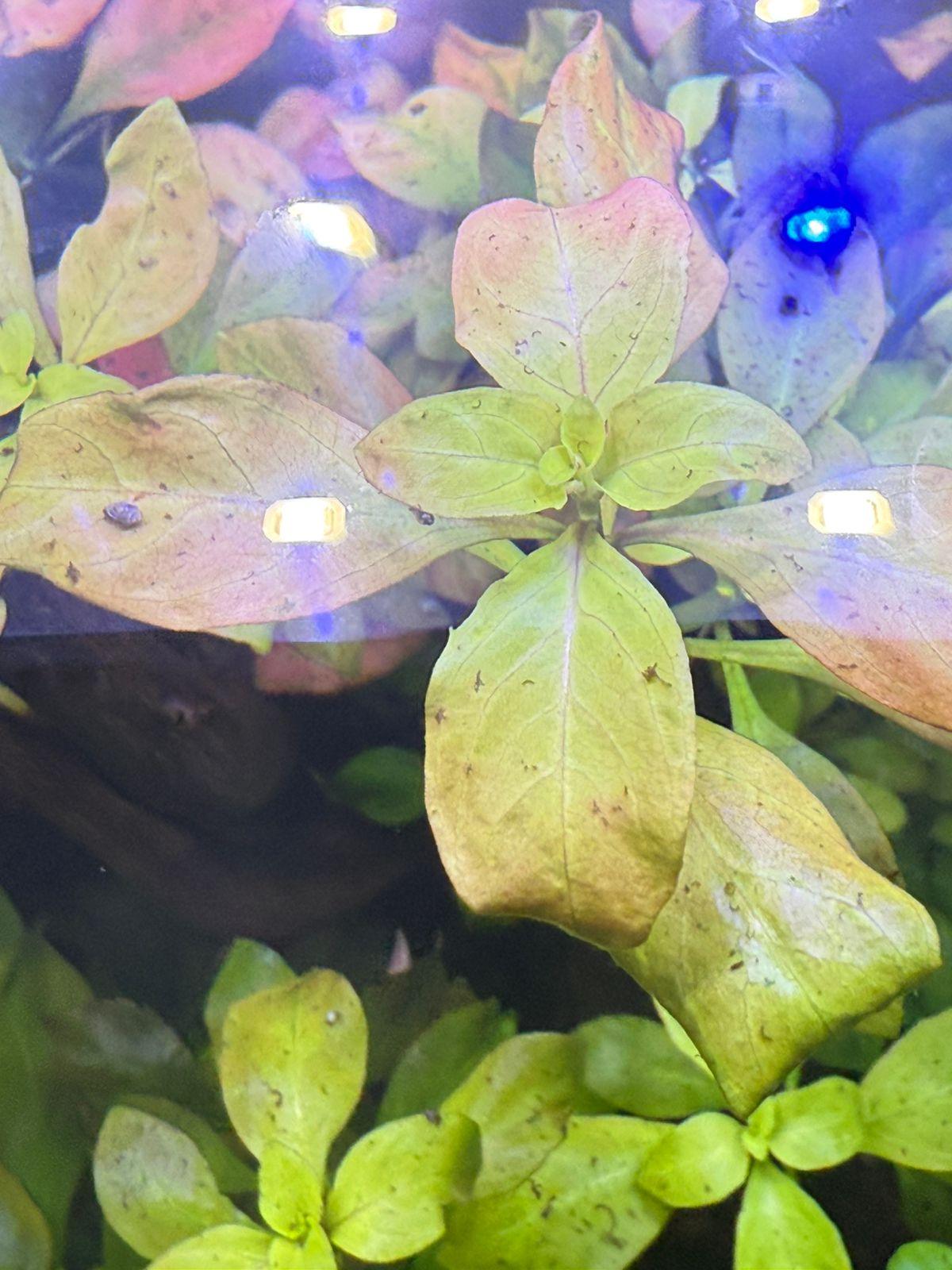 Ludwigia Repens - Image 5
