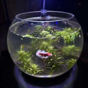 ECO BOWL - LIVE
