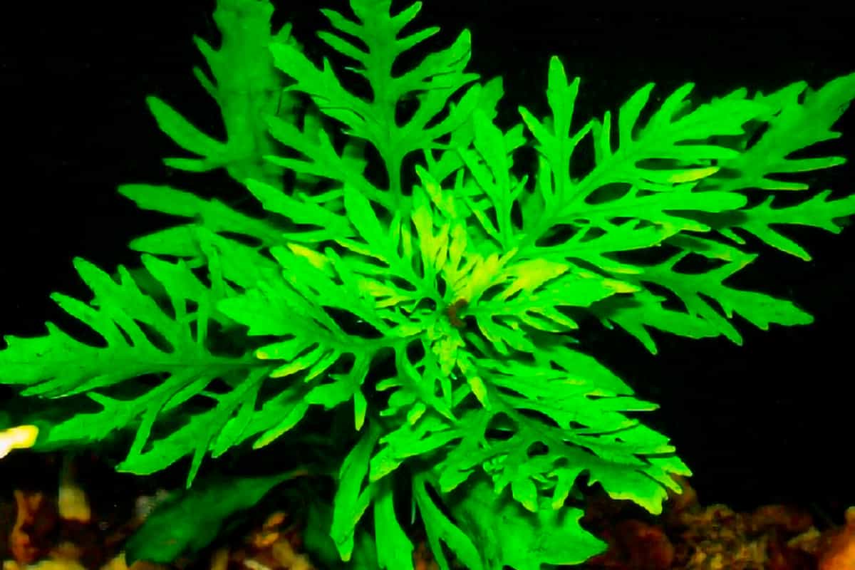 Hygrophila Difformis - Water Wisteria