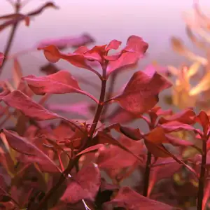 Ludwigia Palustris – Vibrant Red Stem Plant