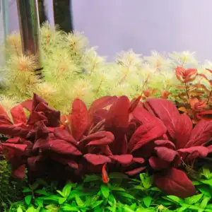 Samolus parviflorus | Red Mid Ground Plant