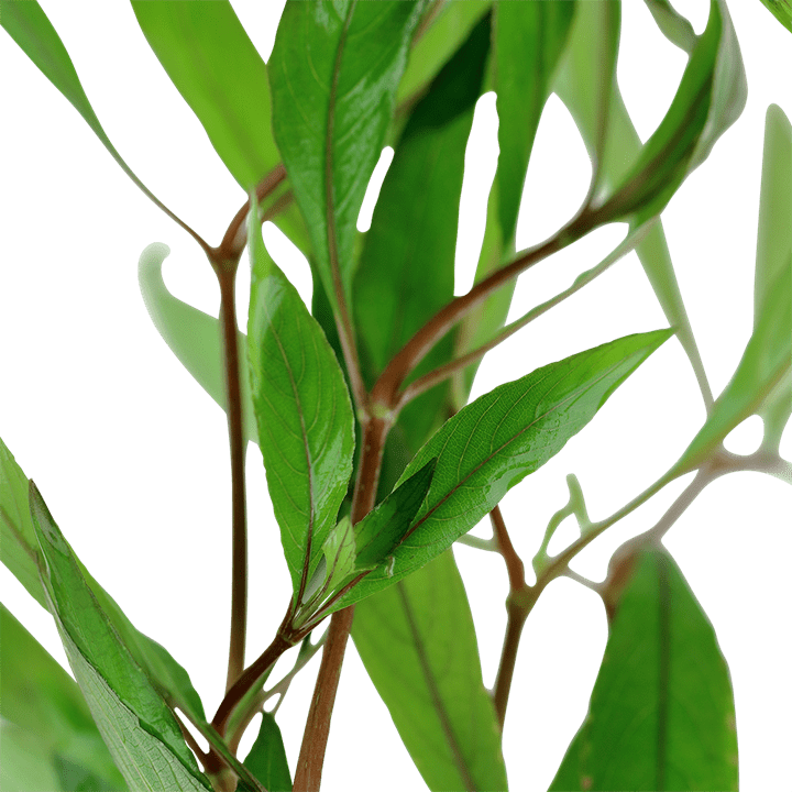 Hygrophila Corymbosa | Red Stem - Image 6