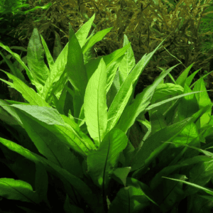 Hygrophila Corymbosa | Red Stem