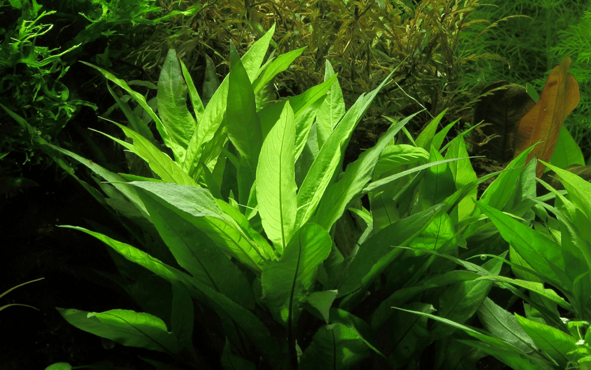 Hygrophila Corymbosa | Red Stem