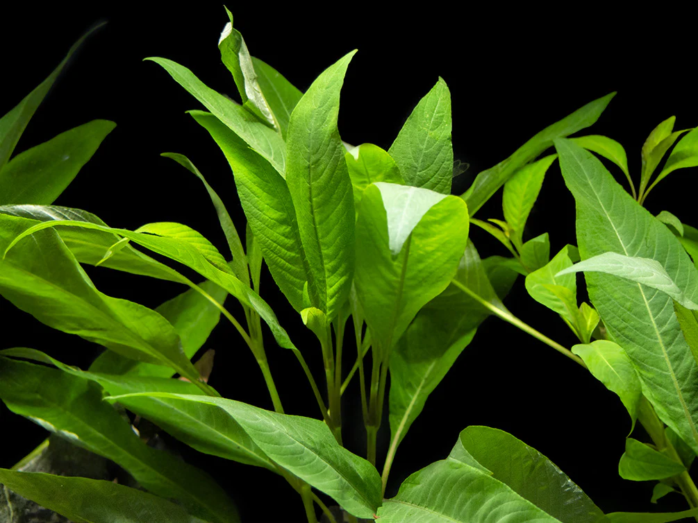 Hygrophila Corymbosa | Red Stem - Image 2