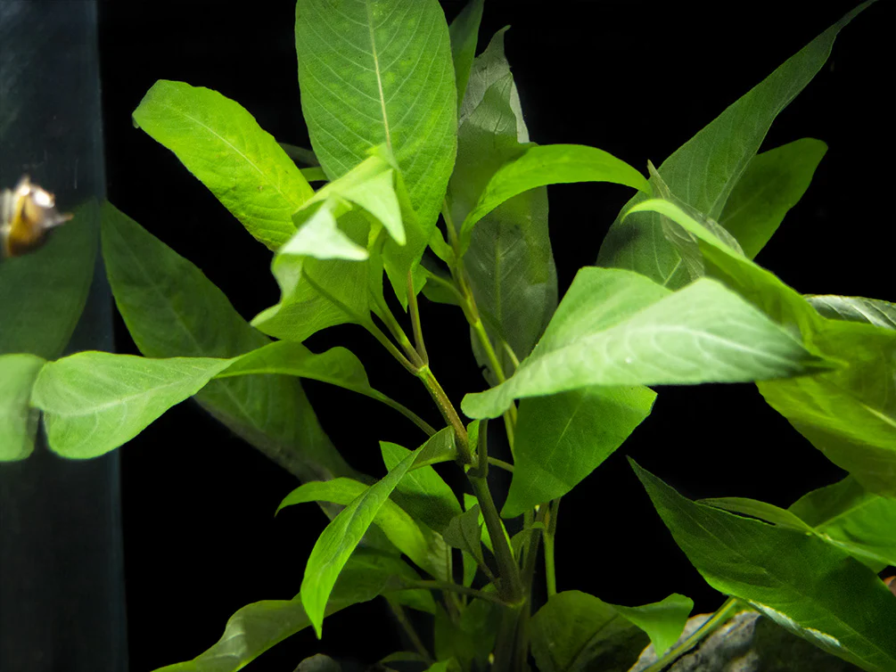 Hygrophila Corymbosa | Red Stem - Image 4