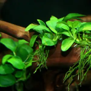 Anubias barteri var. nana – Hardy, Compact & Beautiful