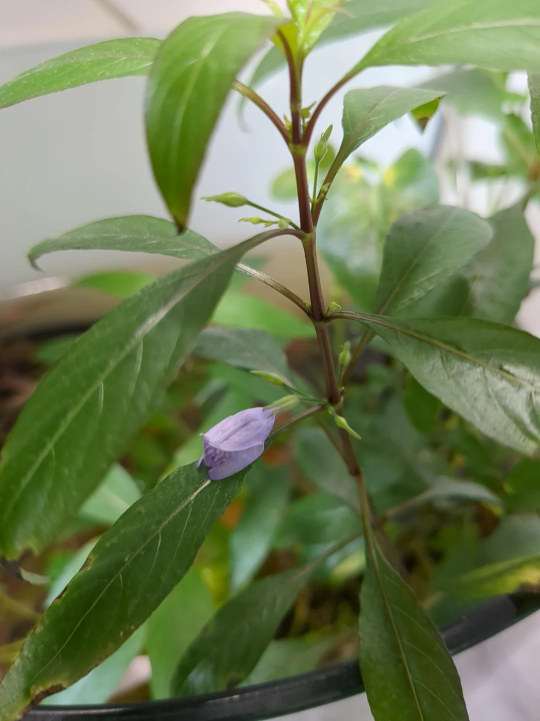 Hygrophila Corymbosa | Red Stem - Image 5