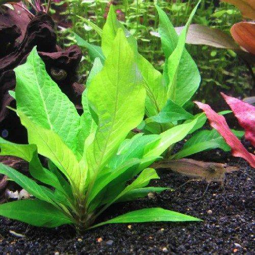 Hygrophila Corymbosa | Red Stem - Image 3