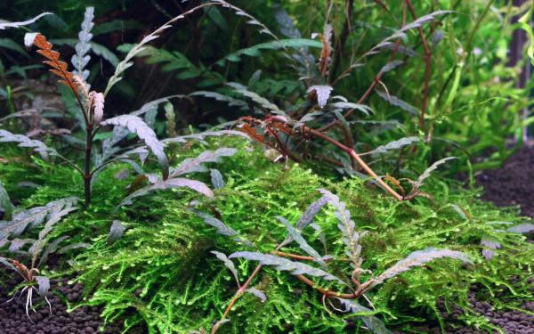 Hygrophila Pinnatifida - Image 5