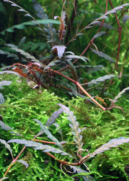Hygrophila Pinnatifida - Image 4