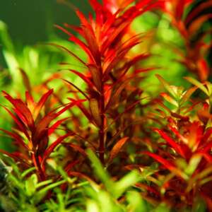 Rotala Rotundifolia Red
