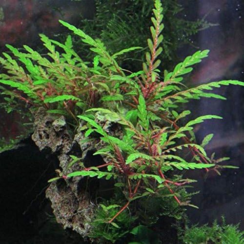 Hygrophila Pinnatifida - Image 2