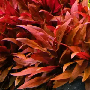 Alternanthera Reineckii Mini | Compact Red