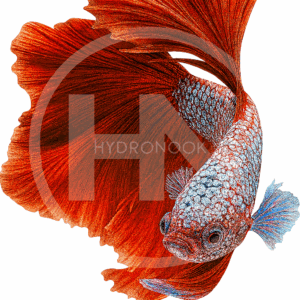 Hellboy Betta Fighter Fish