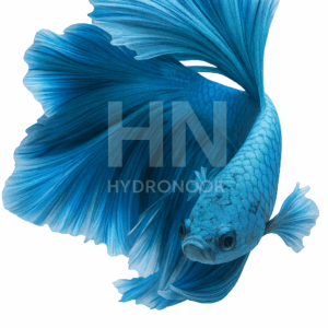 Half Moon Betta Fish - Shimmer Blue