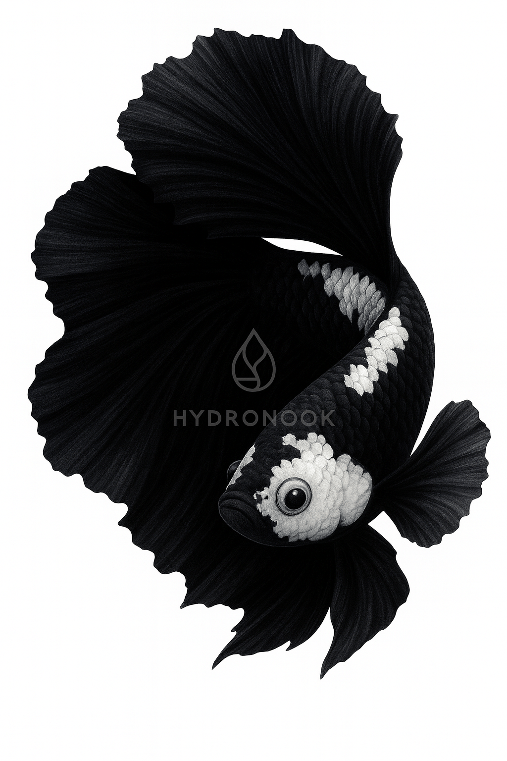 Black Samurai Betta - Image 2