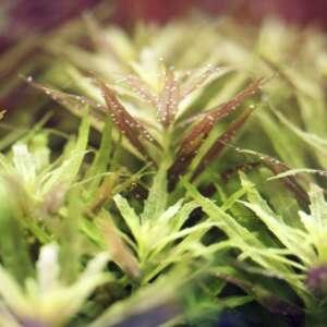 Limnophila Aromatica Mini