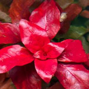 Ludwigia Glandulosa
