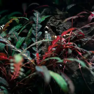 Hygrophila Pinnatifida