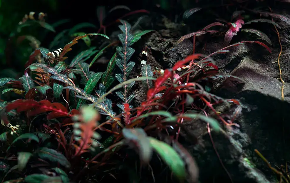 Hygrophila Pinnatifida