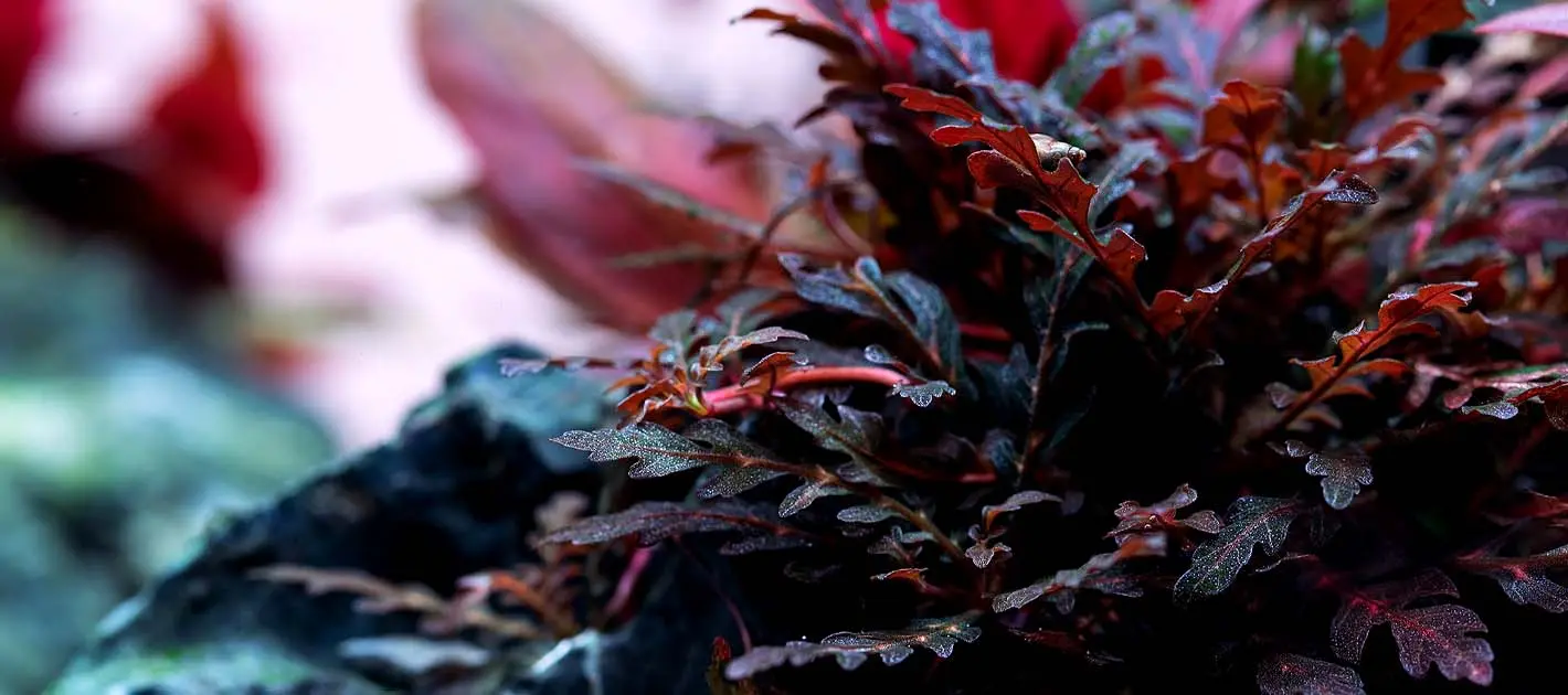 Hygrophila Pinnatifida - Image 3