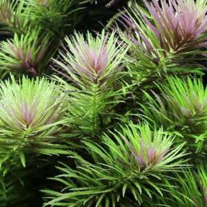 Limnophila Aromatica | Purple
