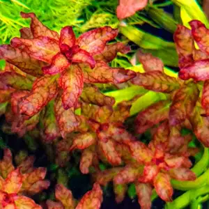 Ludwigia Senegalensis – Rare Aquatic Stem Plant for Aquascaping