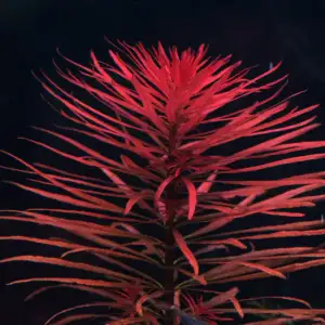 Ludwigia Inclinata ‘Meta’