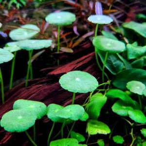 Pennywort