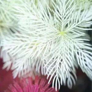 Myriophyllum ‘Gold’