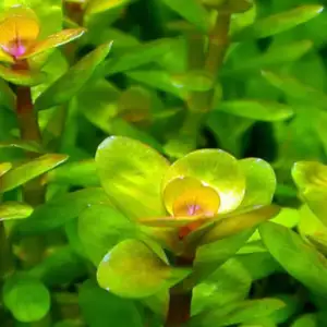 Rotala Bonsai