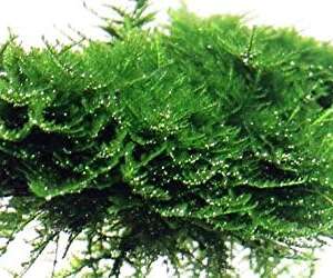 Christmas Moss