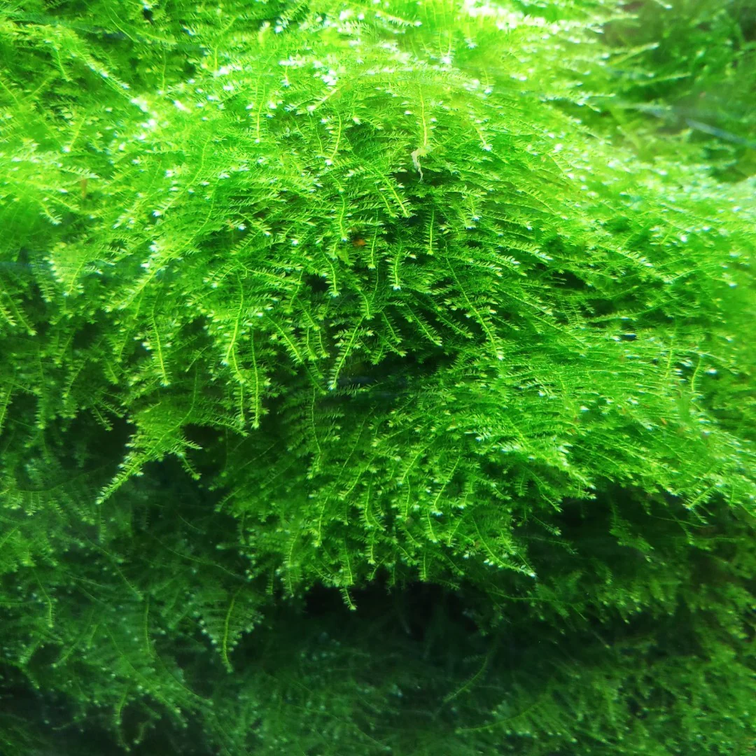 Christmas Moss - Image 6